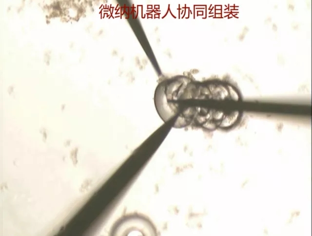 港澳六宝大典